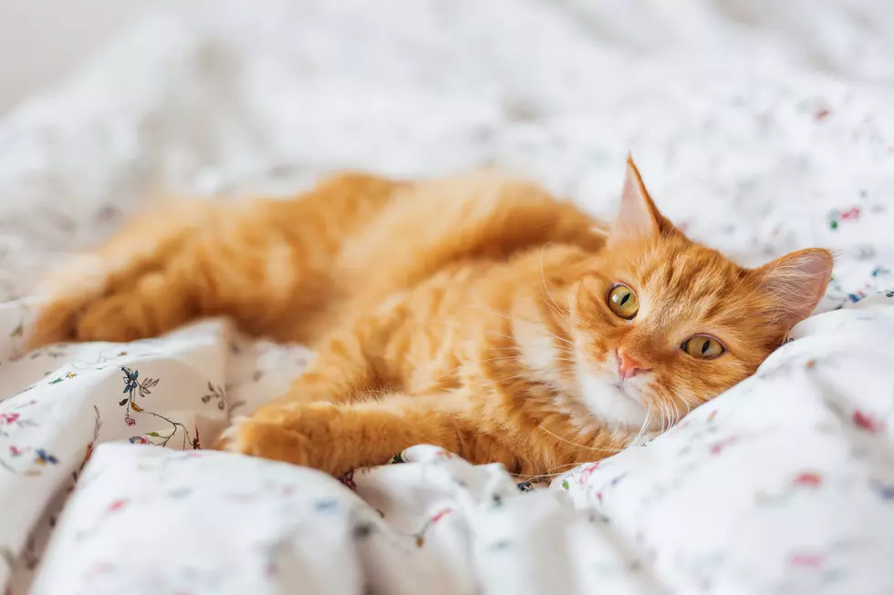 There Is Now An App That Translates Your Cat’s Meows