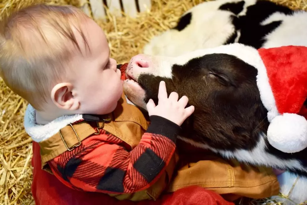 Kentucky’s Kissing Calf Will Melt Your Heart With Smooches