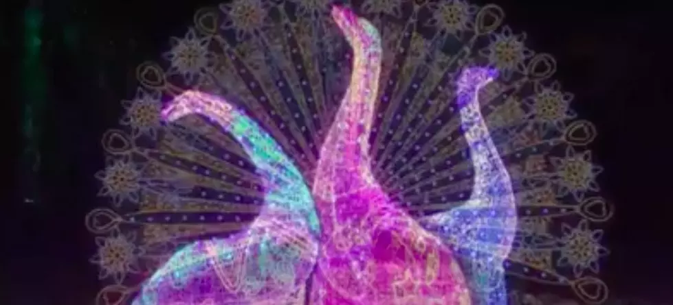 Louisville’s Illuminated Trail Makes The Season Brighter With Huge Dinosaur Displays and More