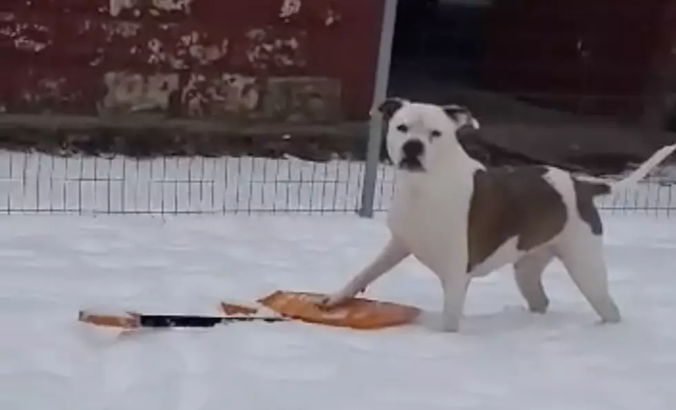 KY Dog Doesn't Want Anybody To Touch His Snow Shovel [Watch]