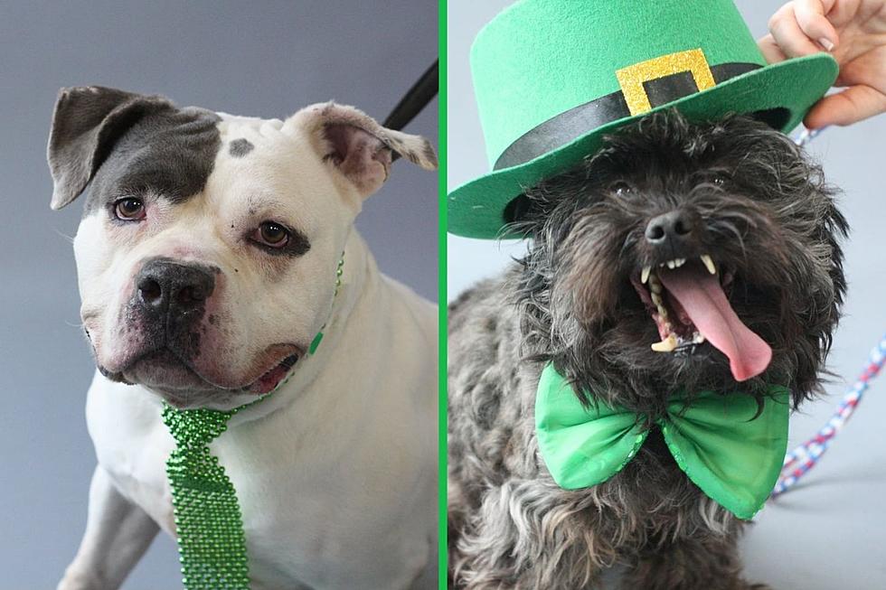 Evansville Animal Control Gets Ready to Celebrate St. Pawtrick’s Day