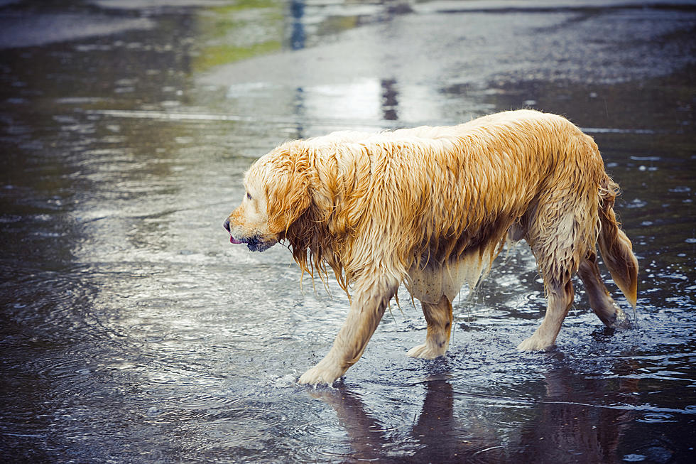 So, Your Dog Is Wet And Muddy From Being Out In The Rain? These Products Might Help