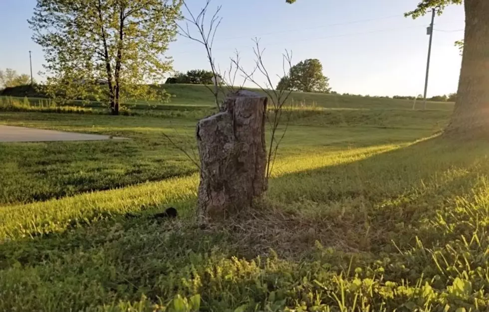 Turn An Old Stump Into Something Out Of A Fairytale