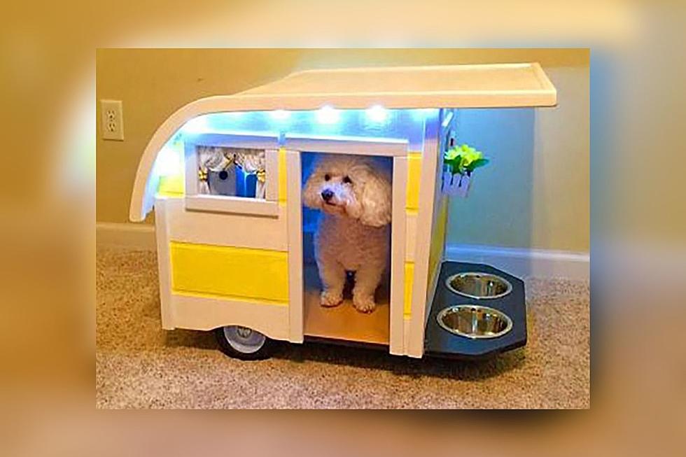 Your Dog Needs A Glamping Camper Dog Bed