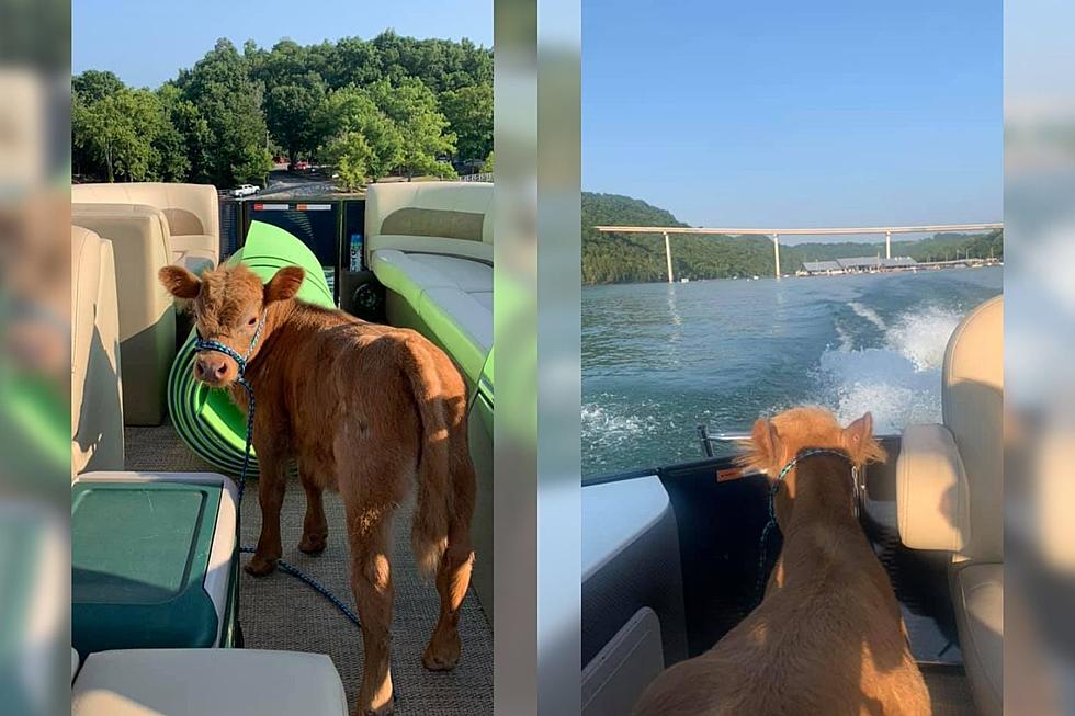 Fluffy Mini Calf Takes His First Kentucky Boat Ride and It’s Adorable