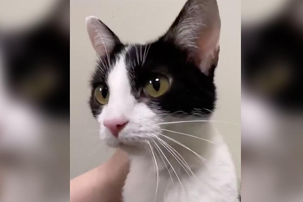 Cookie the Cat Is All The Sweet and Goodness You Need
