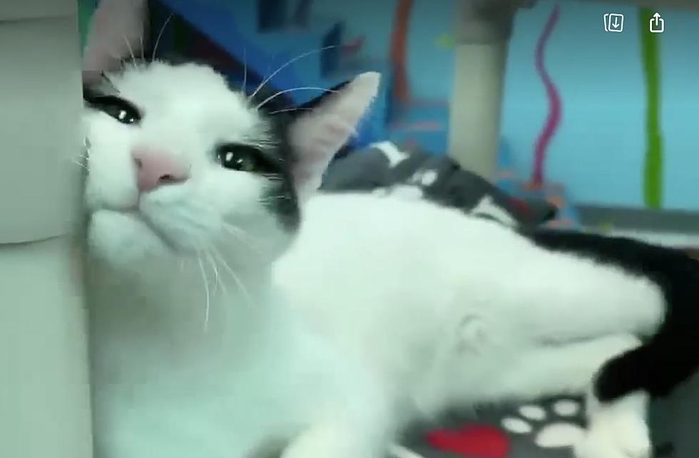 This Cat Will ‘Cruise’ His Way Into You Heart – VHS Pet of the Week