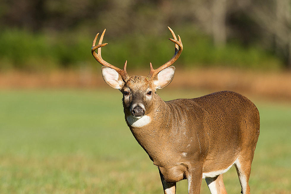 Application Deadline for Indiana Deer Management Hunts is August 9th