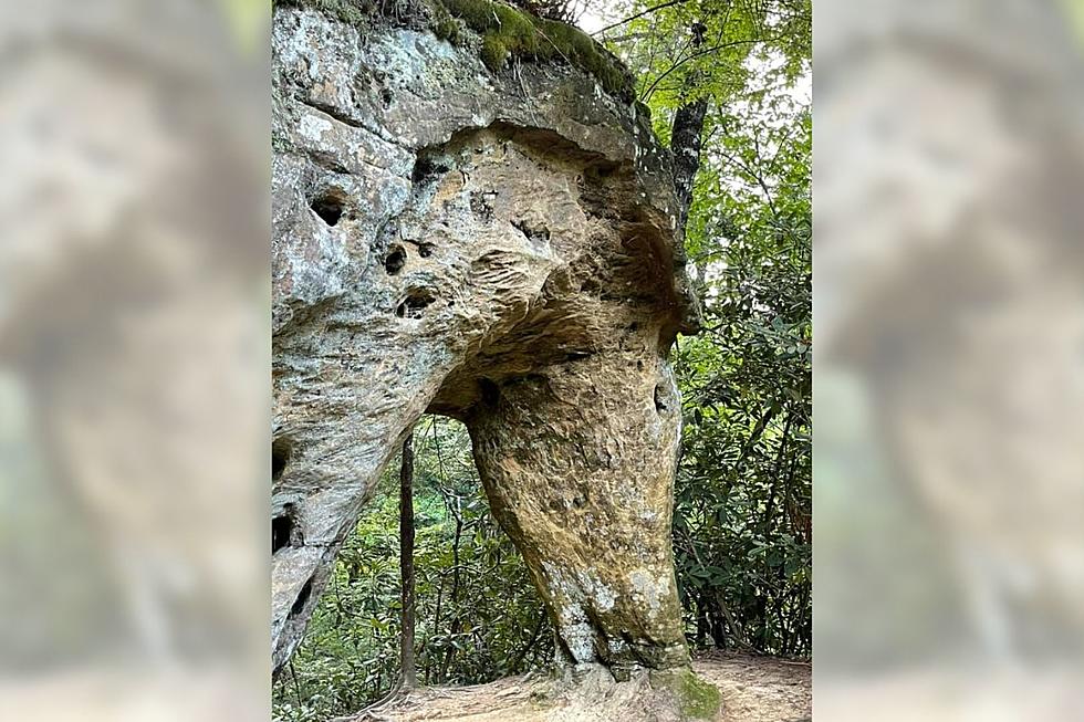 Kentucky Hikers Spot What Looks Like A Panda In the Trees