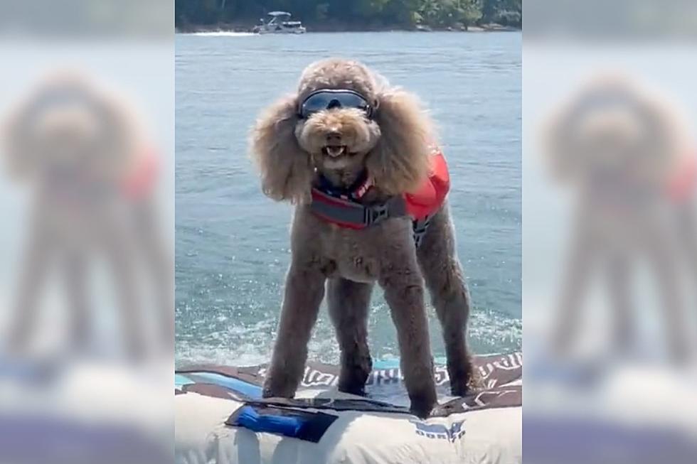 Watch Goldendoodle Tubing Like A Pro on Kentucky’s Dale Hollow Lake