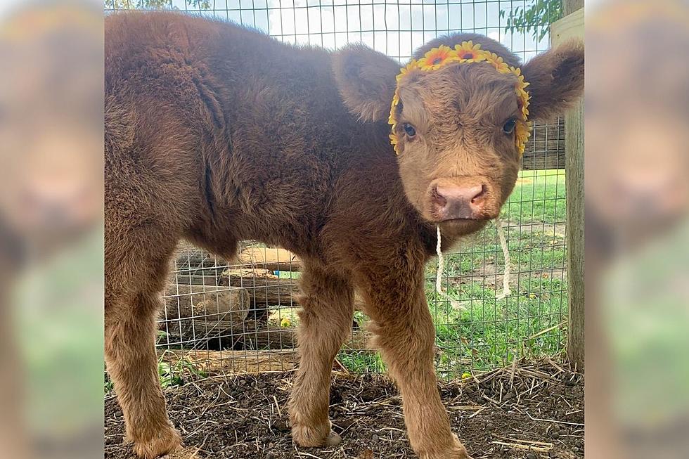 Help Name Adorable Baby Highland Calf For Local Kentucky Farm Market