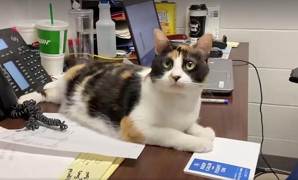 Frankie Wants To Be The Office Cat, Literally &#8211; VHS Pet of the Week