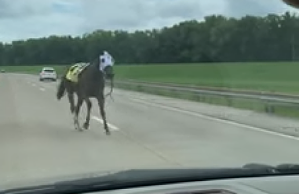 Ellis Park Racehorse Escaped Before a Race & Filmed Running Down US-41 in Evansville