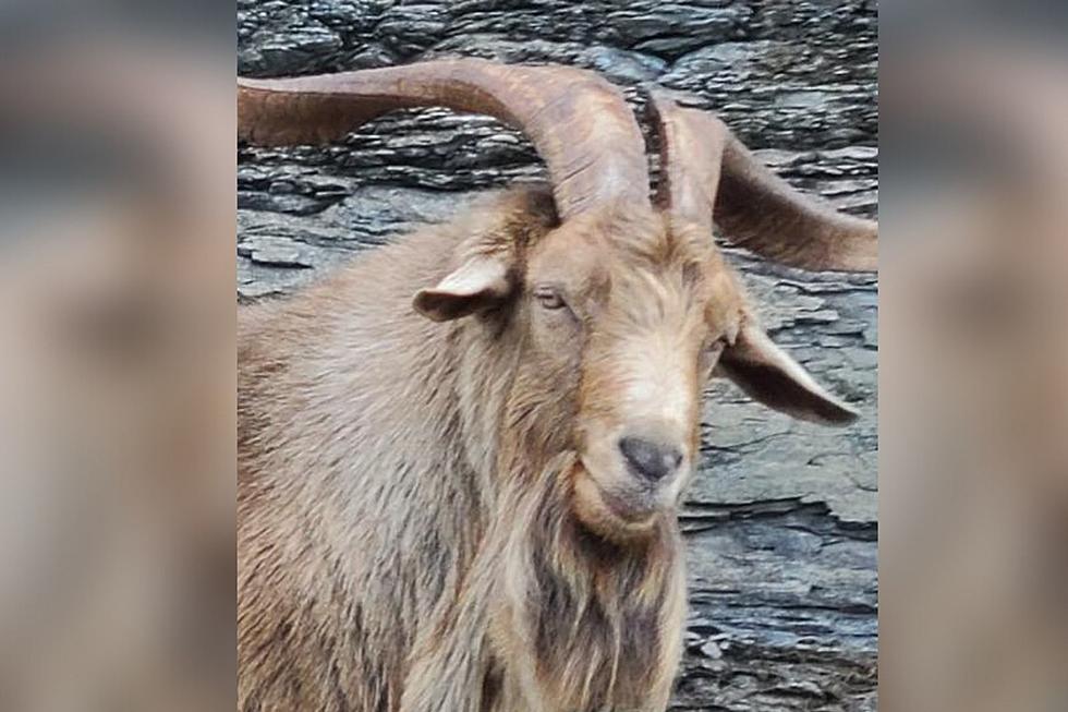 Kentucky ‘Wild’ Goat Surprises Unsupsecting Indiana Boaters – See Funny Photos