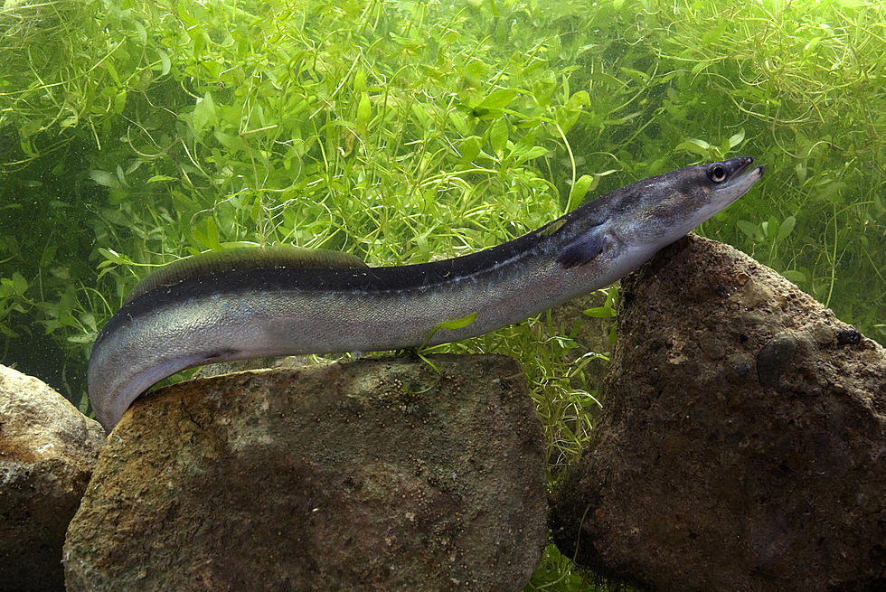 We Don’t Know Where Eels Come From, Could They Be Aliens?