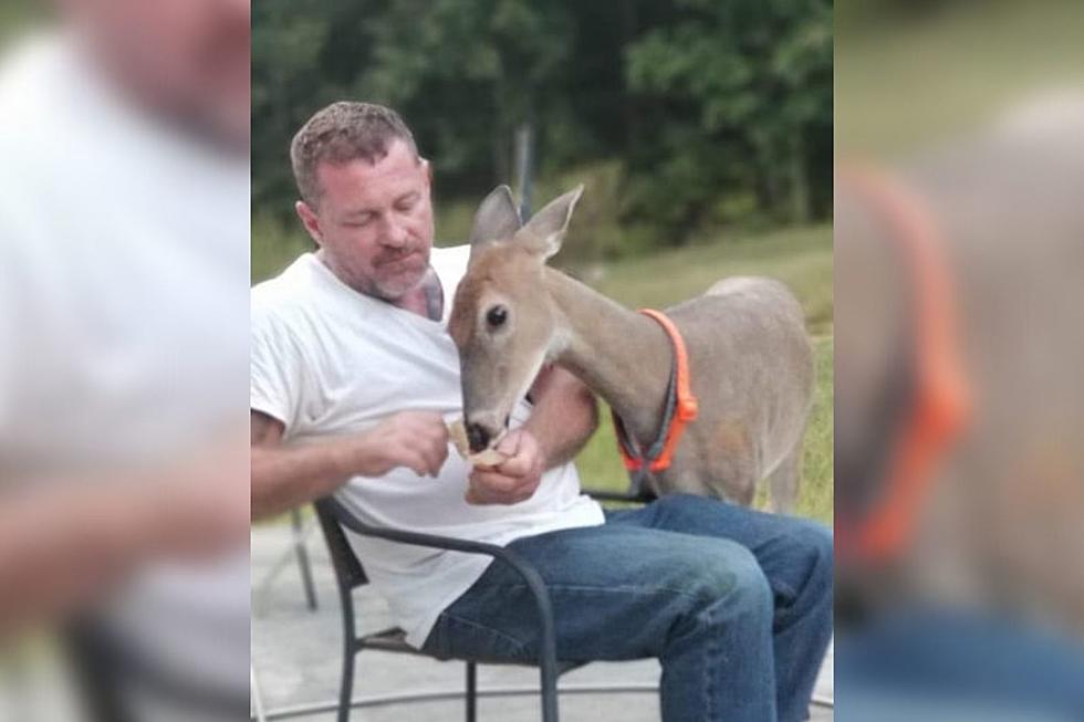 Indiana Man Gives Up Hunting After Befriending Deer [PHOTOS]