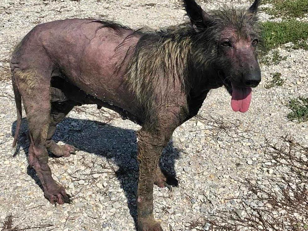 Vanderburgh Humane Society Provides Promising Update on Abandoned Elberfeld Dog