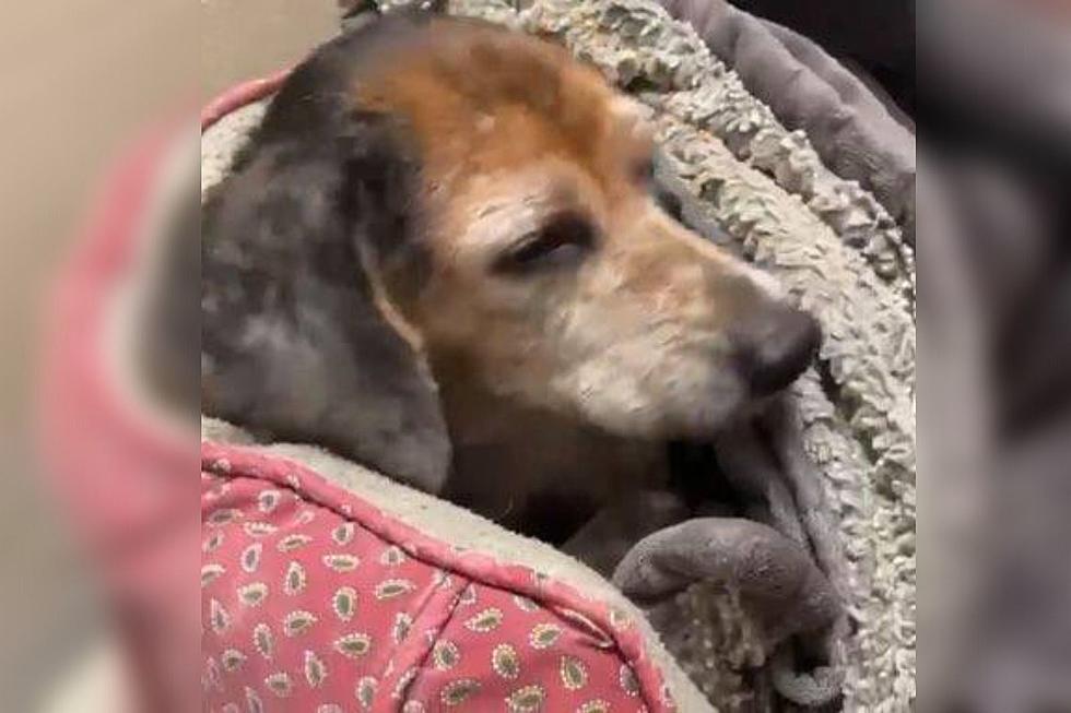 Abandoned Indiana Senior Dog Is Looking For Loving Place To Live Out Her Days [VIDEO]