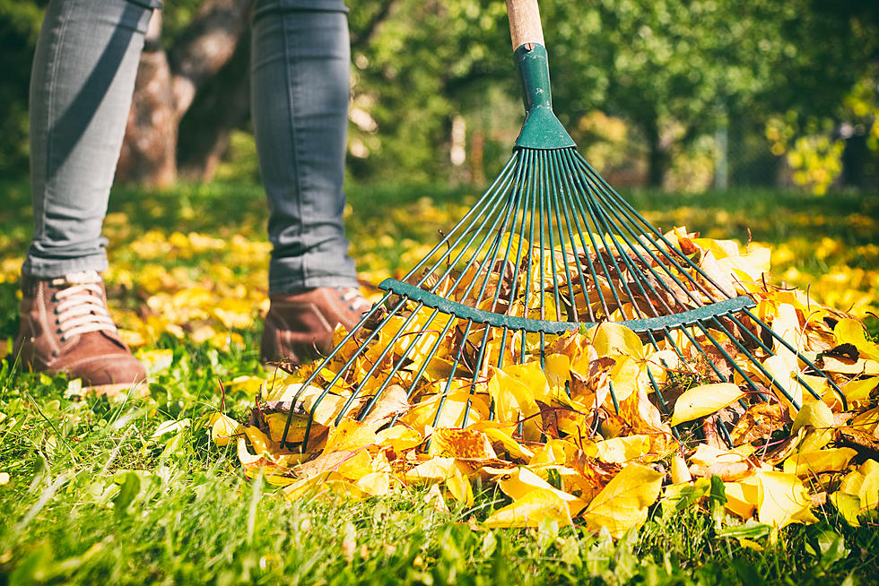 Here&#8217;s Why Experts Say You Don&#8217;t Need To Rake Your Leaves This Fall&#8230;or Ever