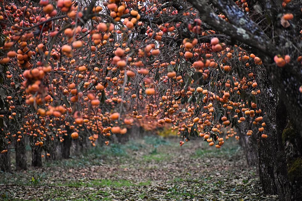 Persimmon Seeds Tell Us How Bad Winter Will Be In Kentucky, Illinois, and Indiana 2021