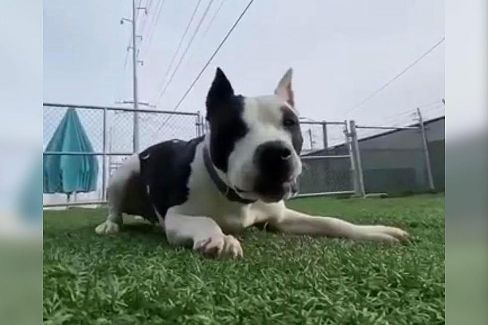 Indiana Shleter Dog Proves You Shouldn’t Judge A Book By It’s Cover [VIDEO]
