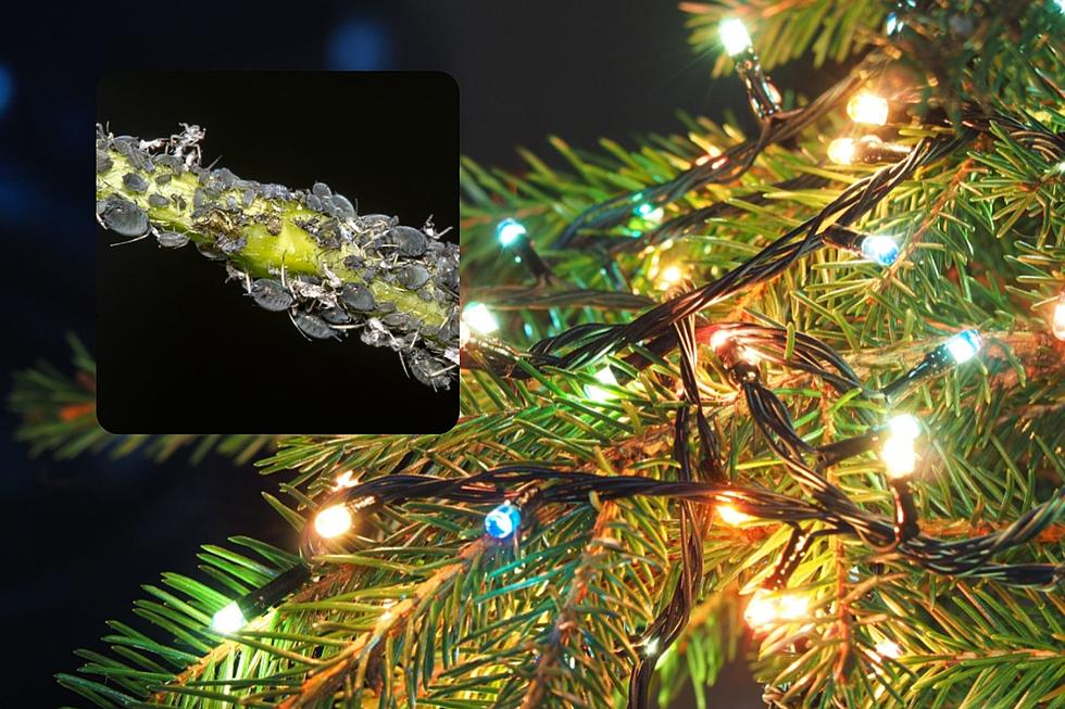 Ewww&#8230;Bugs Are Most Likely Crawling All Over Your Real Christmas Tree