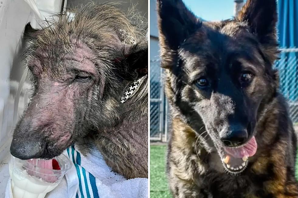 Severely Neglected Indiana Dog Makes Remarkable Recovery and Gets Adopted – See Amazing Before and After Photos