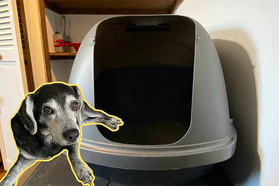 Quick and Easy Hack for Keeping Your Dog Out of the Cat’s Litter