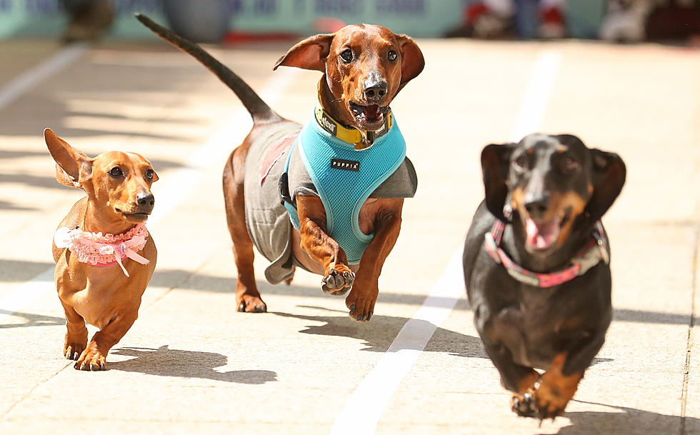 Henderson’s Ellis Park Announces The Return Of Weiner Dog Races In 2022