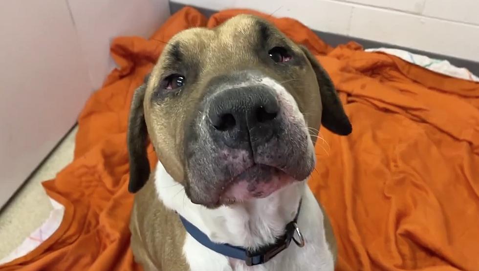 Indiana Dog Is Too Shy To Let You Know How Very Much He Wants To Be Adopted [VIDEO]