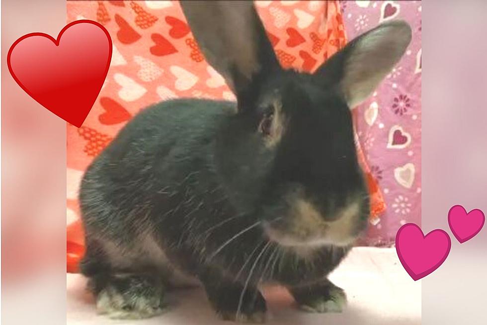 Indiana Princess Looking For Some Bunny To Love [VIDEO]