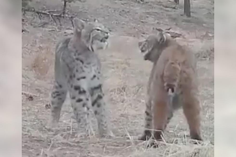Trail Cam Captures Awkward and Intense Mating Conversation Between Bobcats [WATCH]