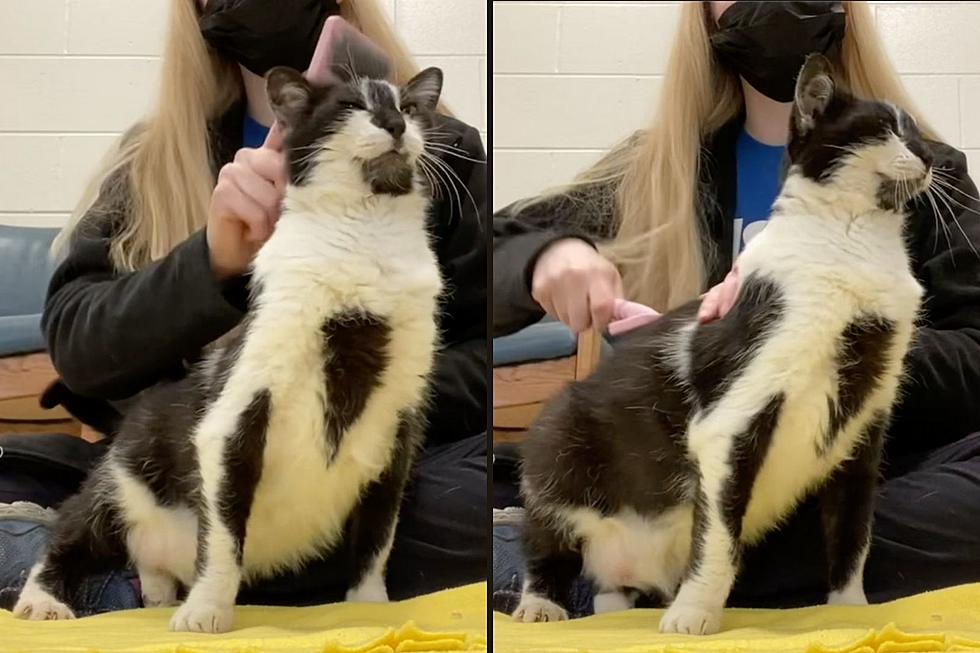 Indiana Cat Loves the Spa Treatment…Ahhhhhhhh [VIDEO]