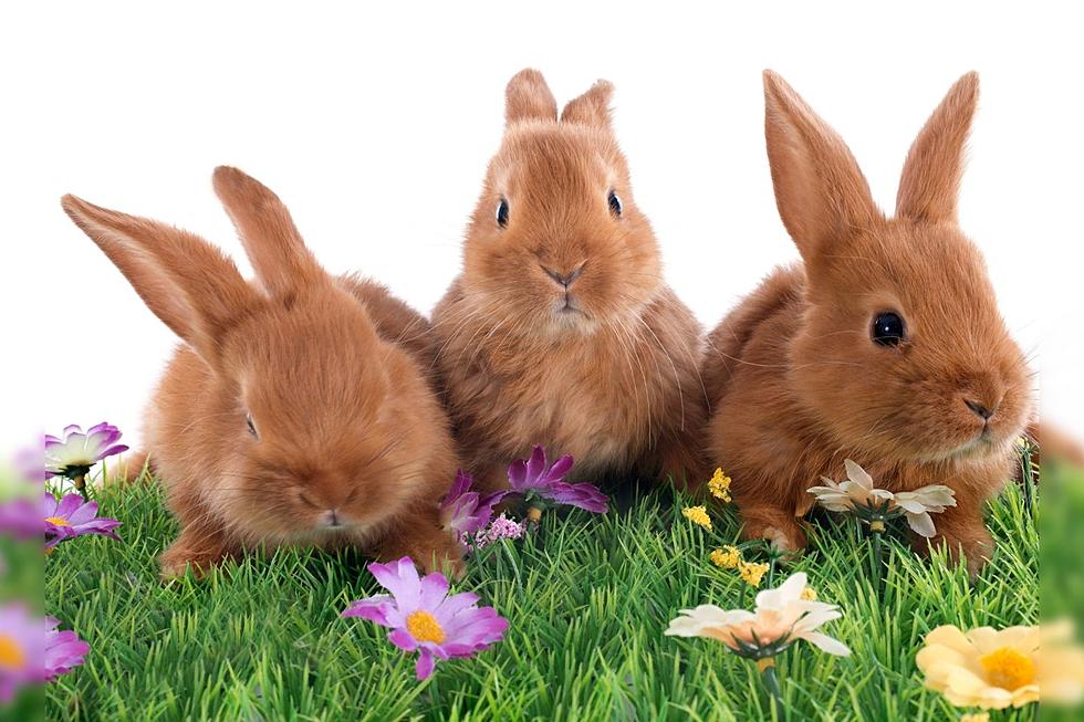 Why You Should Be Saying ‘Rabbit, Rabbit, Rabbit’ On First Day of Each Month
