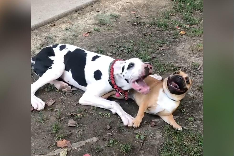 Indiana Great Dane Brings Big Smile To Little Dog’s Face In Adorable Wrestling Match [WATCH]