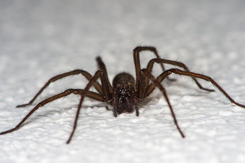 Problem with Spiders In Your House? Here Are 25 Ways To Get Rid of Them