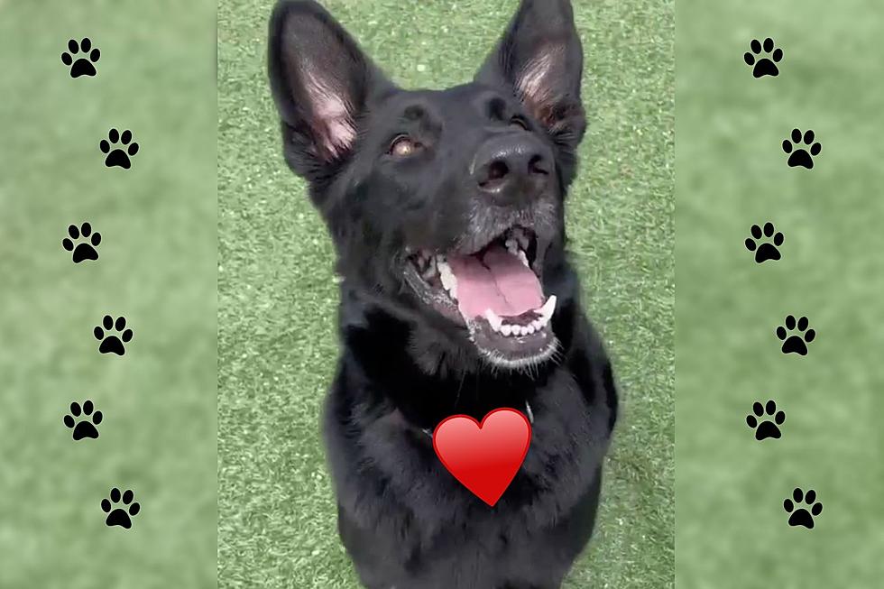 Pooch Full of Big Dog Energy at IN Shelter Will Make You Smile