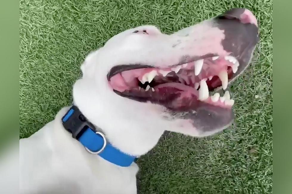 Indiana Dog Has Long, Cat-like Tail and He Thinks It’s Hilarious [VIDEO]