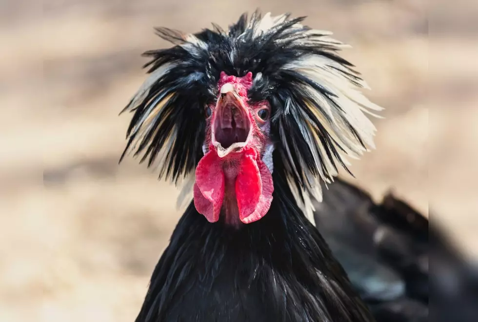 Brucee the Rooster Trying His Best to Deal With Mornings Is Too Funny – Watch