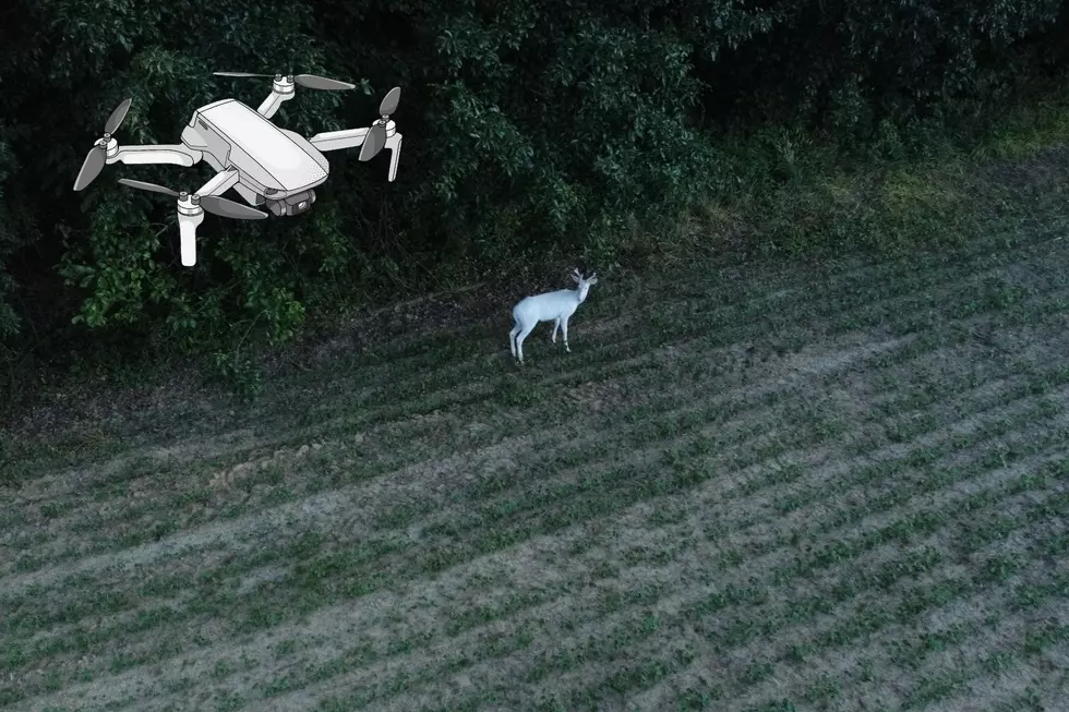 LOOK: Indiana Photographer Captures Stunning Drone Photos of Albino Deer