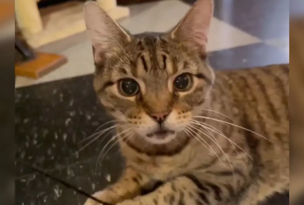 Indiana Senior Cat with the Heart of a Kitten Has Adorable Underbite