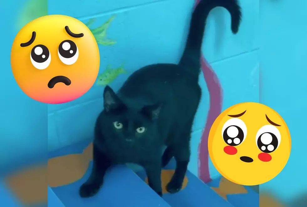 Black Cat Constantly Overlooked at Indiana Shelter Hopes To Be Someone’s Lucky Charm [VIDEO]