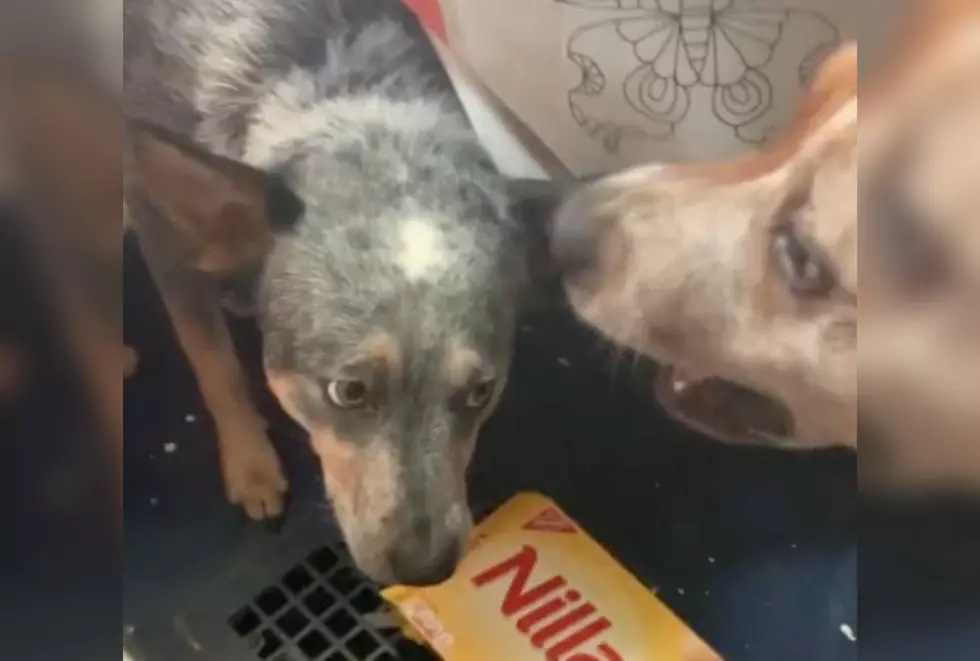Watch Kentucky Dog Hilariously Tattle on Brother Over Empty Cookie Box