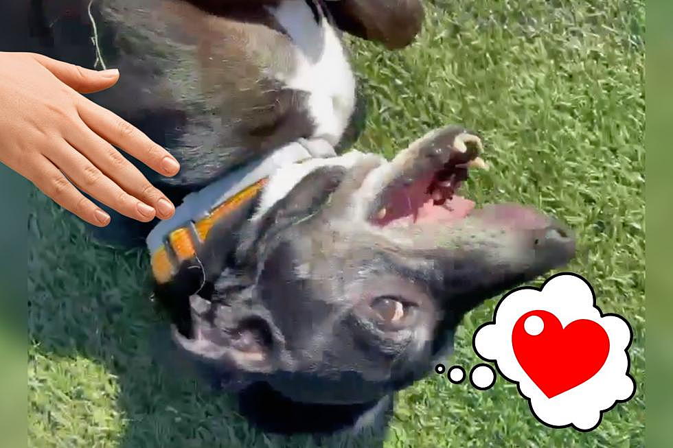 Indiana Senior Dog Has an Itch He Just Can’t Scratch and Needs Your Help [WATCH]