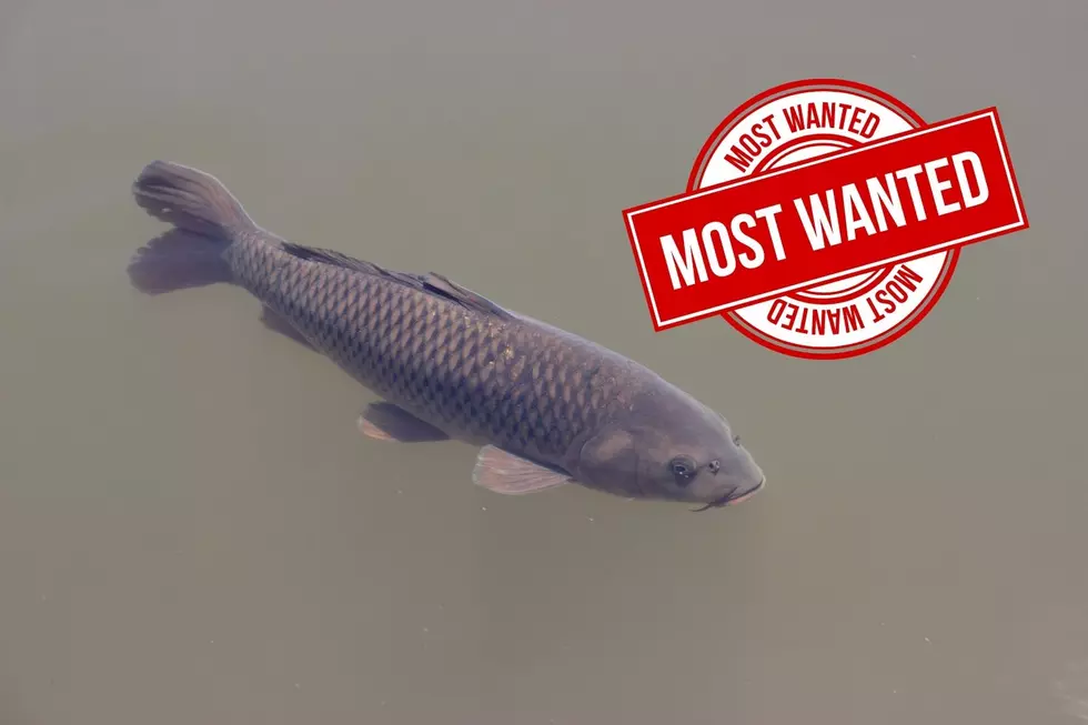 UPDATE: Black Carp Bounty Project Cancelled