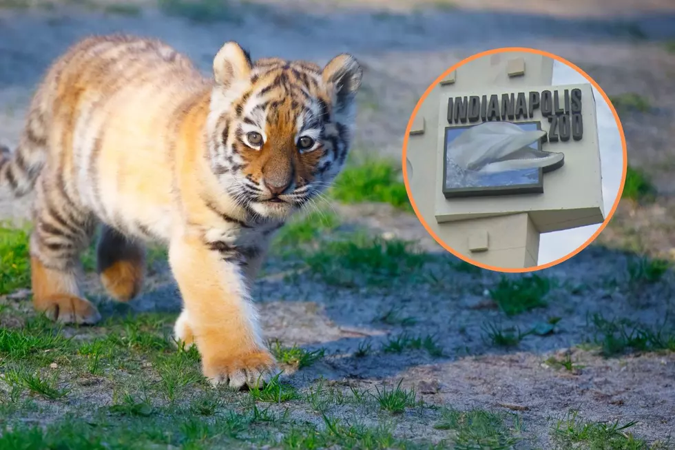 Indianapolis Zoo Asking Public to Help Name Two New Tiger Cubs