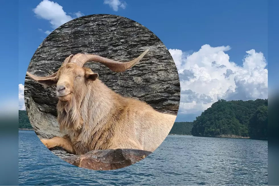 Kentucky ‘Billy’ Goat Eats Chips and Greets Boaters on Lake Cumberland – See Funny Photos