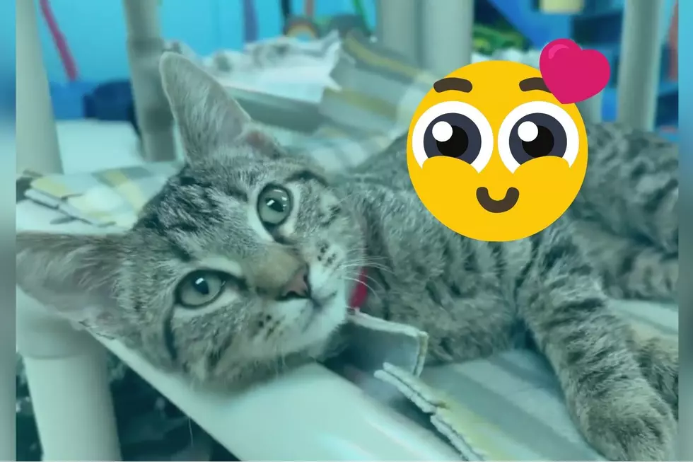 Absolutely Precious Little Tabby at Indiana Shelter Has the Sweetest Meow Ever [VIDEO]
