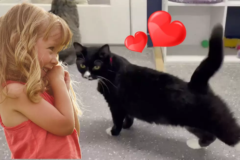 Indiana Cat with Adorable Beauty Mark Will Steal Your Heart [VIDEO]