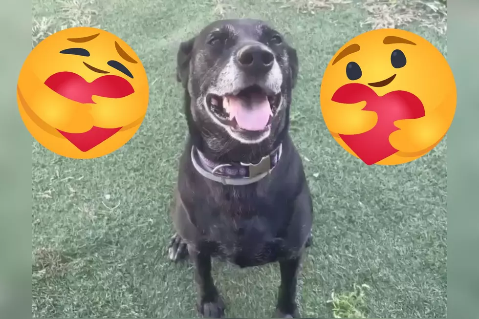 Senior Indiana Shelter Dog Proves You’re Only As Old As You Feel [WATCH]